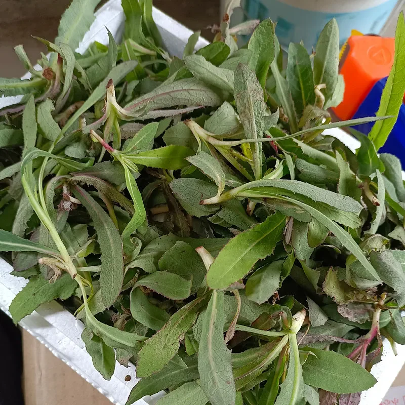 新鲜现挖苦苦菜/曲麻菜500g