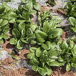 露天自然种植油菜 新鲜现摘无农残