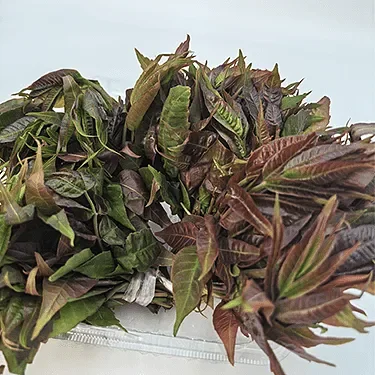 新鲜红香椿炒蛋当季蔬菜现采现摘京东包邮500g