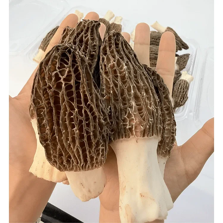 【京东空运包邮】鲜货现摘西北高原羊肚菌肉质肥厚煲汤味浓