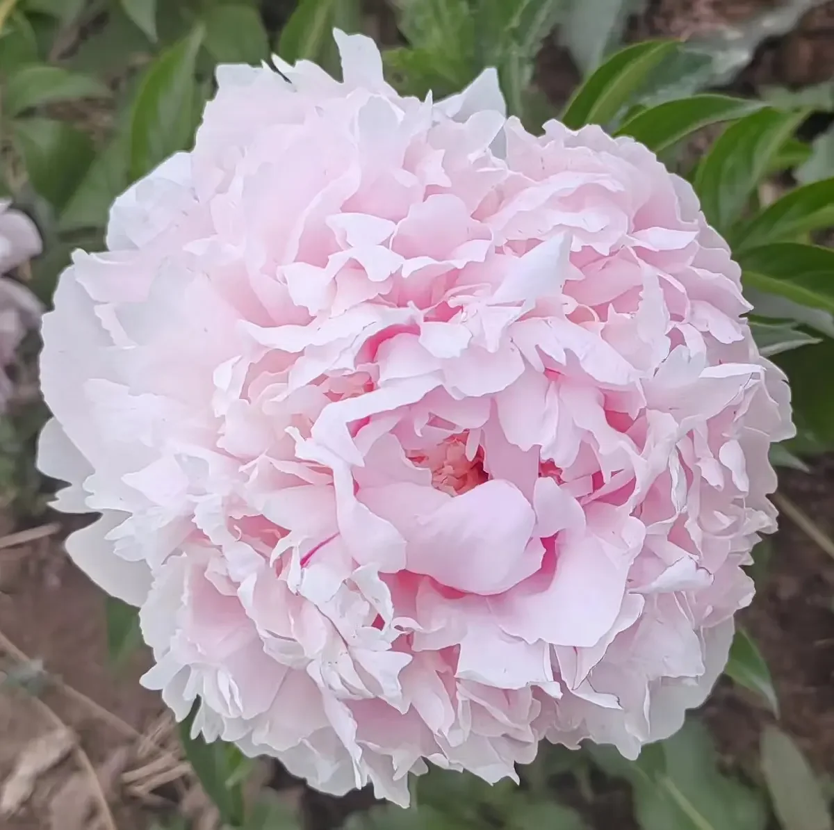 芍药鲜切花