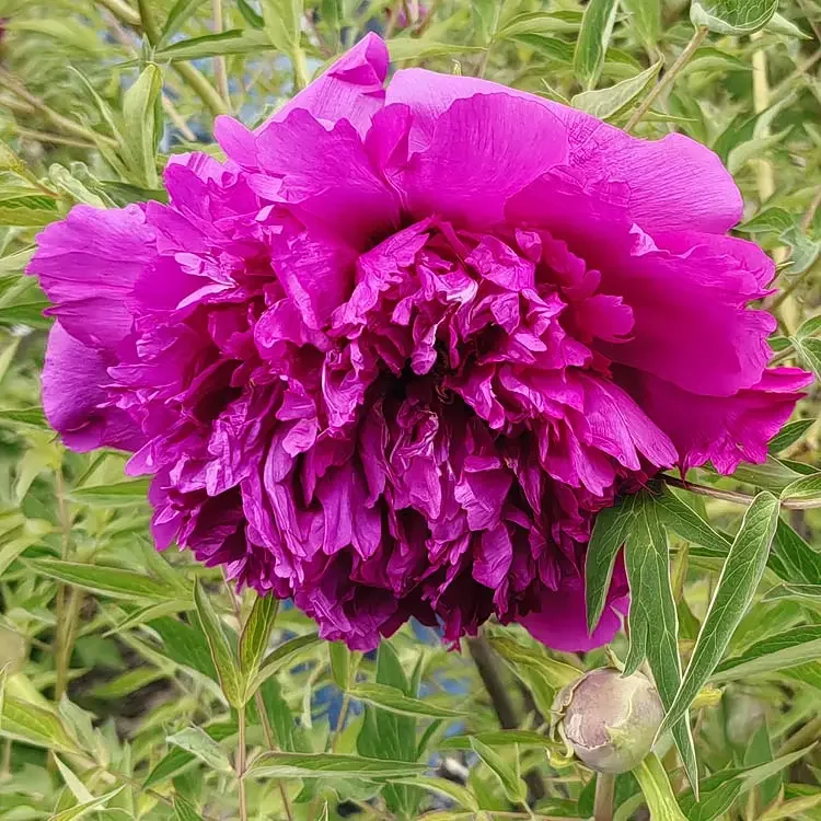 甘肃盛宏紫斑牡丹嫁接苗(红色 白色 紫色 粉色)春发花肥，秋发花苗