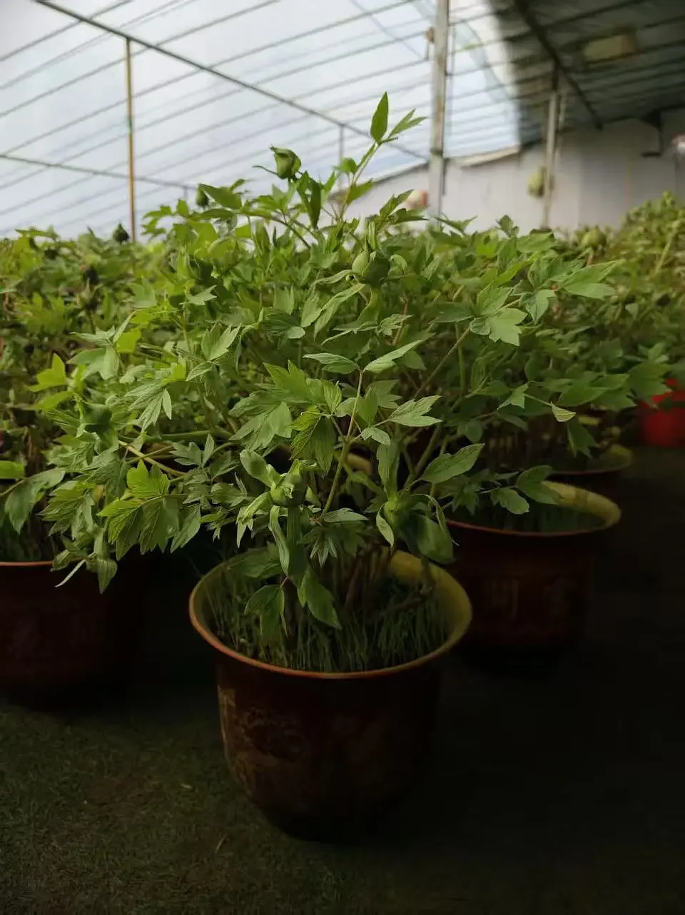 反季节牡丹带花苞未开花春节开花原土带盆发货