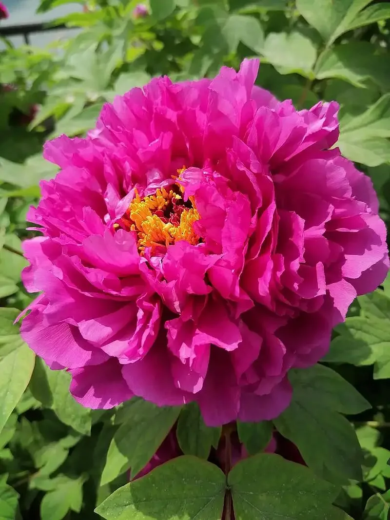 洛阳红带花苞未开放春节开花牡丹