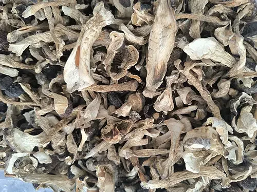 干赤松茸