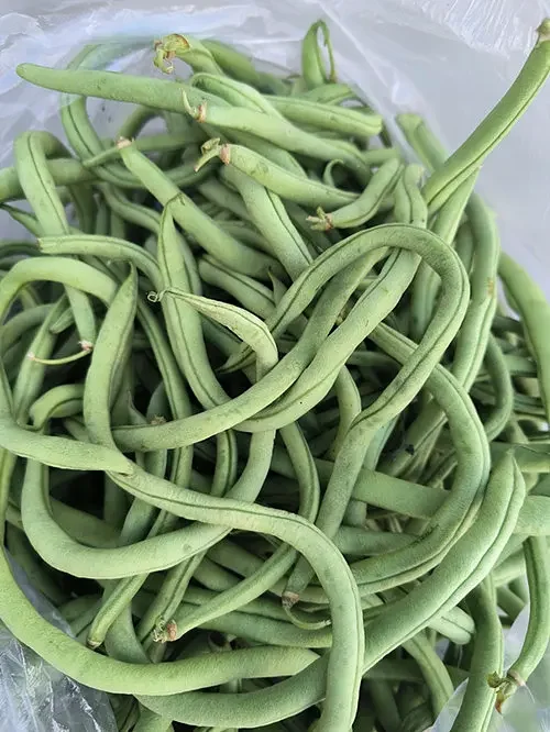 四季豆 无农药无化肥有机种植新鲜采摘