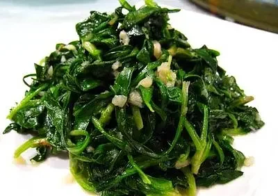 现挖现发野生 蒲公英菜 海拔3000米高原无污染甘肃太子山山野菜