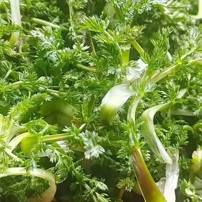 甘肃特产太子山斜蒿/马芋 现挖现发京东速运包邮
